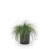 Фестука ‘Glauca’ Festuca glauca