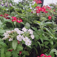 Вербена 'Verbena spp.'