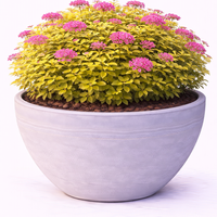 Спирея ‘Golden Princess’ Spiraea japonica ‘Golden Princess’