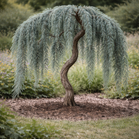 Кедър атласки плачещ ‘Glauca Pendula’ Cedrus atlantica ‘Glauca Pendula’