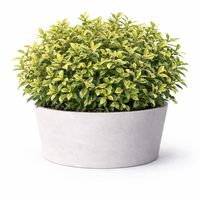 Елейгнус ‘Lemon Ice’ Elaeagnus ebbingei ‘Lemon Ice’