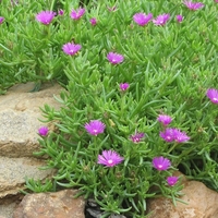 Делосперма Delosperma spp.