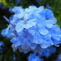 Пломбаго (син жасмин) Plumbago auriculata