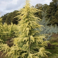 Кедър хималайски ‘Aurea’ Cedrus deodara ‘Aurea’