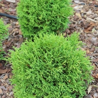 Туя Тайни Тим	Thuja occ. 