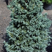 Лъжекедър ‘Boulevard’ Chamaecyparis pisifera ‘Boulevard’