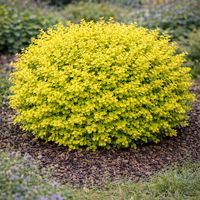 Берберис Тунберг ‘Aurea’ Berberis thunbergii ‘Aurea’