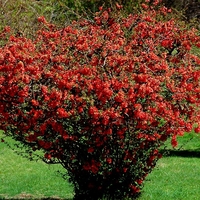 Дюля декоративна ‘Pink Lady’ Chaenomeles japonica ‘Pink Lady’