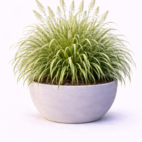 Фаларис (пъстра трева) Phalaris arundinacea