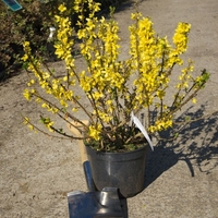 Форзиция (междинна) Forsythia × intermedia