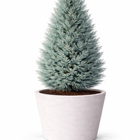 Лоусънов кипарис ‘Alumii’ Chamaecyparis lawsoniana ‘Alumii’