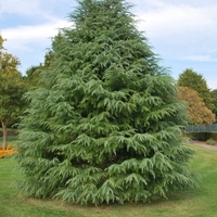 Кедър хималайски Cedrus deodara