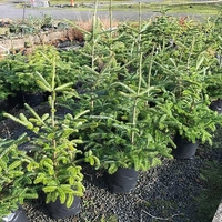 Нордманова ела Abies nordmanniana