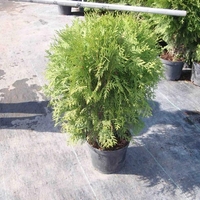 Туя ‘Globosa’ Thuja occidentalis ‘Globosa’