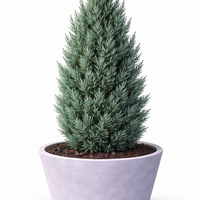 Хвойна китайска ‘Stricta’ Juniperus chinensis ‘Stricta’