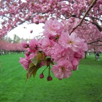 Японска вишна ‘Kiku-shidare-zakura’ Prunus serrulata ‘Kiku-shidare-zakura’