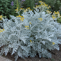 Сребриста цинерария 'Senecio cineraria'