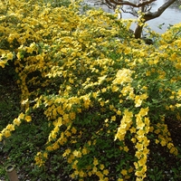 Керия японска Kerria japonica