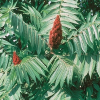 Сумах (оцетно дърво) Rhus typhina