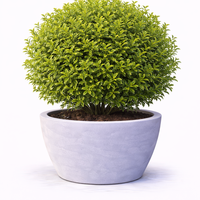 Лигуструм овалолистен Ligustrum ovalifolium