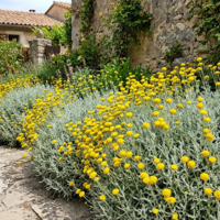 Сантолина вечнозелена Santolina chamaecyparissus