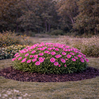 Карамфил (алпийски) Dianthus alpinus