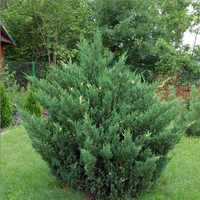 Хвойна сабина (пъстра) Juniperus sabina ‘Variegata’
