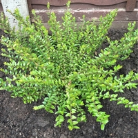 Орлов нокът дребнолистен Lonicera nitida