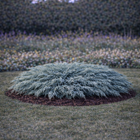 Хвойна хоризонтална ‘Blue Chip’ Juniperus horizontalis ‘Blue Chip’
