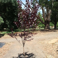 Джанка ‘Nigra’ Prunus cerasifera ‘Nigra’