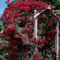 Роза катерлива Rosa (climbing hybrids)