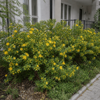 Хиперикум 'Жълт кантарион'  Hypericum calycinum
