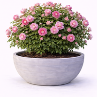 Роза (градинска) Rosa spp.