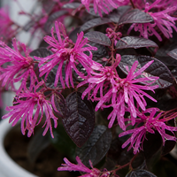 Лоропеталум 'Loropetalum chinense'