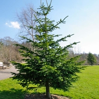 Нордманова ела Abies nordmanniana