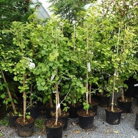 Гинко билоба Ginkgo biloba