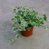 Бръшлян Hedera helix