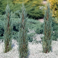 Хвойна скална ‘Blue Arrow’ Juniperus scopulorum ‘Blue Arrow’