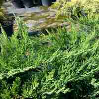 Хвойна сабина Juniperus sabina