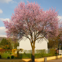 Джанка ‘Nigra’ Prunus cerasifera ‘Nigra’