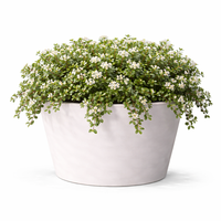 Котонеастер (пълзящ) Cotoneaster dammeri