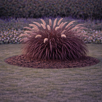 Пенисетум ‘Rubrum’ Pennisetum setaceum ‘Rubrum’