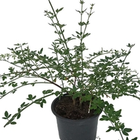 Жасмин зимен Jasminum nudiflorum