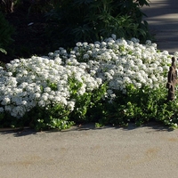 Иберис Iberis sempervirens