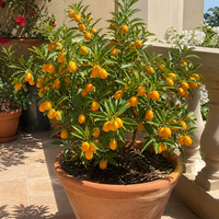 Кумкуат (японски цитрус) Citrus japonica