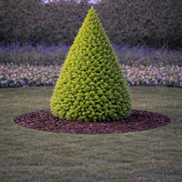 Смърч коника Picea glauca ‘Conica’