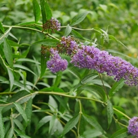 Будлея 	Buddleja davidii