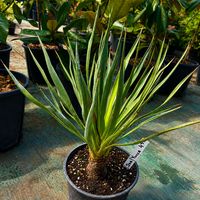 Юка 'Yucca spp.'