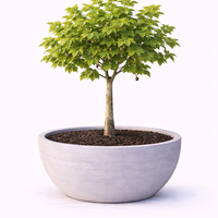 Платан Platanus acerifolia