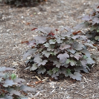 Хойхера (коралокамбанка) Heuchera sanguinea